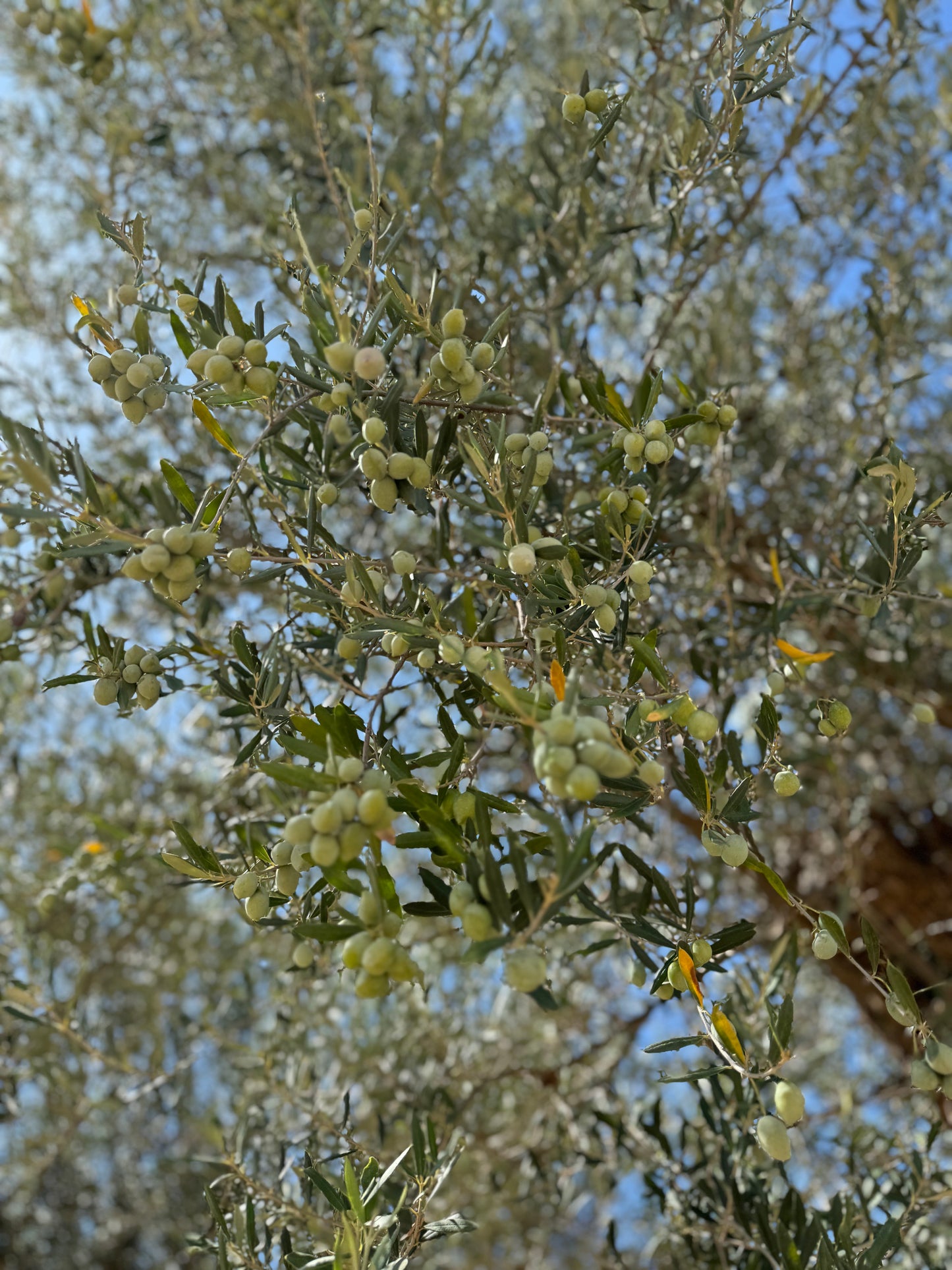 Dry Body Oil
